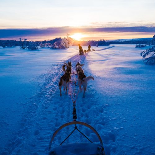 Agence de Voyages en Scandinavie : Traîneau à chiens, Laponie, Finlande, Agence de Voyage Laponie